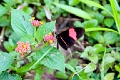 HELICONIDAE, Heliconius erato